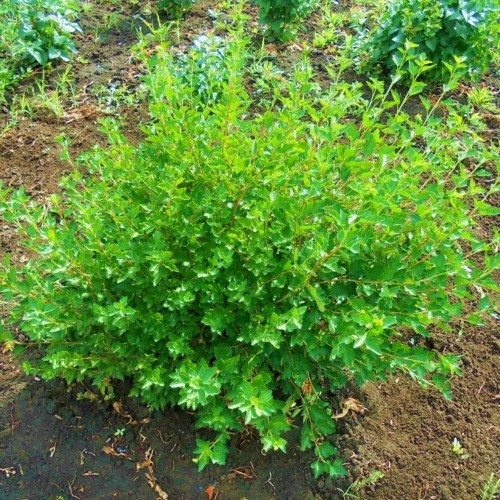 Ribes alpinum 'Pumilum' - Magesõstar 'Pumilum'